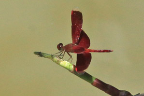 Common Parasol - Neurothemis fluctuans